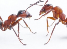 'Talking' Ants Are Evidence for Creation      by Jeffrey Tomkins, Ph.D.